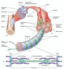 Human Muscle Cell Diagram Koibana Info Skeletal Muscle Anatomy Muscle Anatomy Physiology
