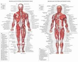 If you have groin pain, you shouldn't just shrug it off. Groin Area Anatomy Male Anatomy Drawing Diagram