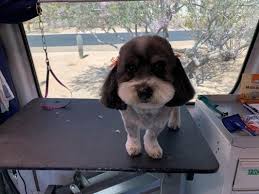 Check spelling or type a new query. Aussie Pet Mobile Nw Tucson 8421 N Mammoth Dr Tucson Az Pet Grooming Mapquest