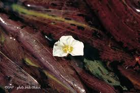 Image result for Ottelia ulvifolia