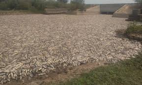 No Se Veia Hace 10 Anos Impresionantes Imagenes De Peces Muertos En Formosa Agrofy News