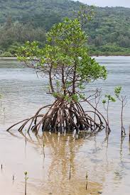 Image result for Rhizophora mucronata