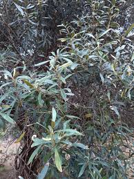 Image result for Clutia stuhlmannii