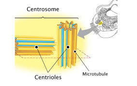 Maybe you would like to learn more about one of these? Function Of Centrosome Is A Initiation Of Cell Division Class 10 Biology Icse