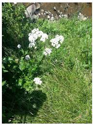 We did not find results for: White Flowered Tall Weed Not Wild Parsnip