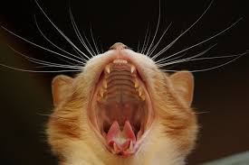 Broken teeth are a common finding and cat and dog tooth extraction costs can vary quite considerably from one veterinary clinic to the next. Covid 19 And Veterinary Dentistry Worms Germs Blog