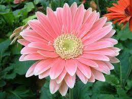 Gerbera Daisy Plant Care Gerbera Daisy Care Gerbera Flower Gerbera Jamesonii