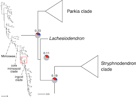 Image result for Gelrebia glandulosopedicellata