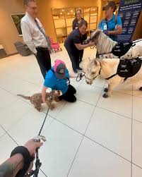 💙💚🐶 New Friends!!🐴💚💙 Fletcher made some new friends today!!! The  amazing team at @honeysminitherapyadventures came for their monthly visit  to @adventhealth Tampa today and we couldn't wait to see them!! Pet therapy