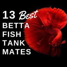 Everything you need to know about betta fish and betta fish care, including aquarium setup, feeding, breeding, treating betta illness and more. 13 Safe And Compatible Betta Fish Tank Mates Pethelpful By Fellow Animal Lovers And Experts