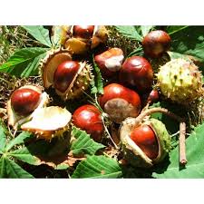 Marron D Inde En Poudre Aesculus Hippocastanum 100 Pure Sachet
