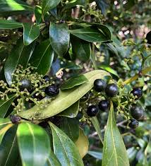 Image result for Psydrax