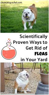 Scientifically Proven Ways To Get Rid Of Fleas In Your Yard Fleas In Yard Kill Fleas On Dogs Fleas On Puppies
