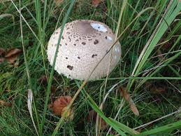 Schirmpilz Pilze