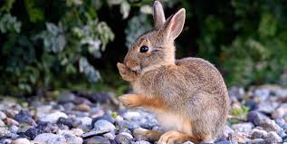 Giphy is how you search, share, discover, and create gifs. How To Keep Rabbits Out Of Garden 5 Best Rabbit Repellents