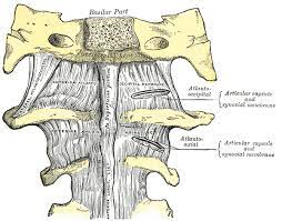 Around the aoj.1 the aoj connects the occipital. Atlanto Occipital Joint Wikipedia