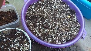 Cherry seed germination methodsshow all. Planting Cherry Blossom Seedlings Youtube