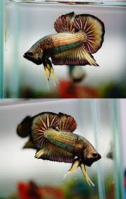 Pin On Fish