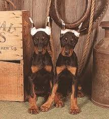 Black And Tan Doberman Puppies For Sale Doberman Pinscher Puppies Photos Puppies Pictures Online Doberman Pinscher Puppy Doberman Puppies For Sale Doberman Dogs