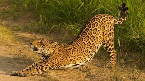 Hunting and habitat loss due to deforestation continue to threaten the survival of these marvelous cats. Conserving Big Cats Communities Protecting The Majestic Jaguars In Bolivia Global Environment Facility