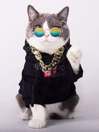 Cat Black Top Halloween Costume Kucing Kucing Betina Anak Kucing Gemas