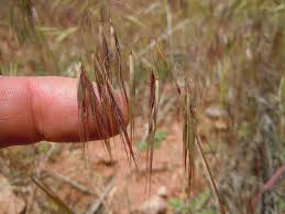 Image result for Bromus  tectorum