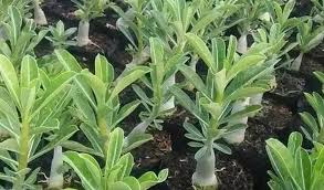 Maybe you would like to learn more about one of these? Ngejreng Dan Bernilai Jutaan Berikut Budidaya Adenium Paling Simple