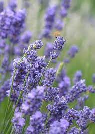 White And Purple Lavender Greeting Card For Sale By Lena Photo Art Lavender Garden Lavender Flowers Plants