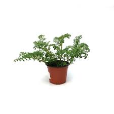 Image result for Pilea microphylla