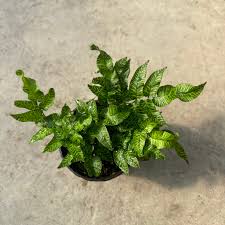 Image result for Coniogramme