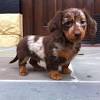 Dachshund puppies are very cute, and you'll really look forward to picking one out to bring home with you. Https Encrypted Tbn0 Gstatic Com Images Q Tbn And9gcr Cfeskeopixn9 1hhe8jtcqn Phyv 1cubsclqbe Usqp Cau