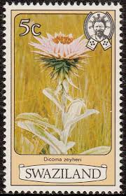 Image result for Macledium zeyheri