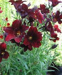 Salpiglossis Royale Chocolate Painted Tongue Flower Seeds Pretty Flowers Plants