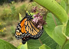 Check spelling or type a new query. About The Project Regrow Milkweed For Monarchs A Citizen Science Study