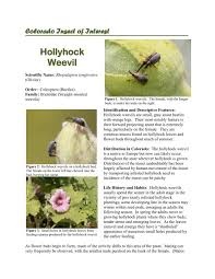 This is the first year i have had time to really appreciate our hollyhocks, take pics and save seeds. Hollyhock Weevil