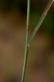 Image result for Eragrostis atrovirens