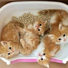 reposting rooony style via crowdfire so cute babies follow us rooony style cute cats kittens cutest cute baby animals