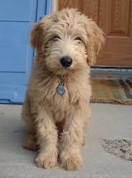 Here at blossom ranch labradoodles, we are dedicated to raising exceptional australian labradoodle puppies. Next Litters For Beau Monde California Labradoodles A Close Drive From San Diego Los Angeles And Northern California Nevada An Labradoodle Puppies Cute Dogs