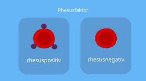 Rhesusfaktor Rhesus System Schwangerschaft Mit Video