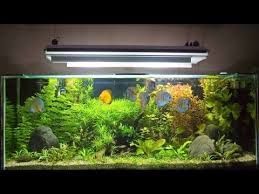 fish tank maintenance chart archives blog galore