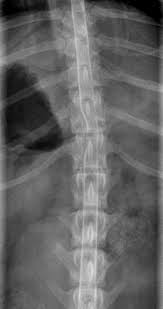 Diagnosis Veterinary Radiology Animal Medicine Vet Tech Student
