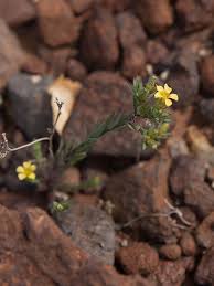 Image result for Hugonia elliptica