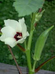 Pin On Mallow Family Malvaceae