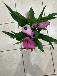 Image result for Zantedeschia rehmannii