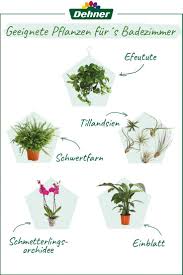 Badpflanzen Efeutute Schwertfarn Tillandsien Schmetterlingsorchidee Einblatt Diese Pflanzen Peppen Eu In 2020 Hallway Decorating Wall Ornaments Vintage House