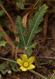 Image result for Acanthosicyos naudinianus