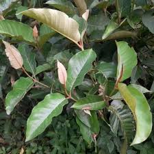 Image result for Harungana madagascariensis