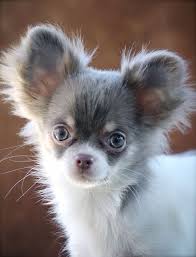 Chihuahua Puppy Dog Dogs Puppies Chihuahua Puppies Cute Chihuahua Chihuahua Dogs