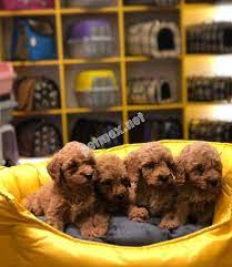 mans petshop guvencesiyle toy poodle yavrular magazamizda poodle oyuncak kanis kopek
