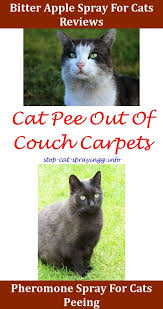When Does Cat Spraying Start Cat Spray Cat Pee Cats